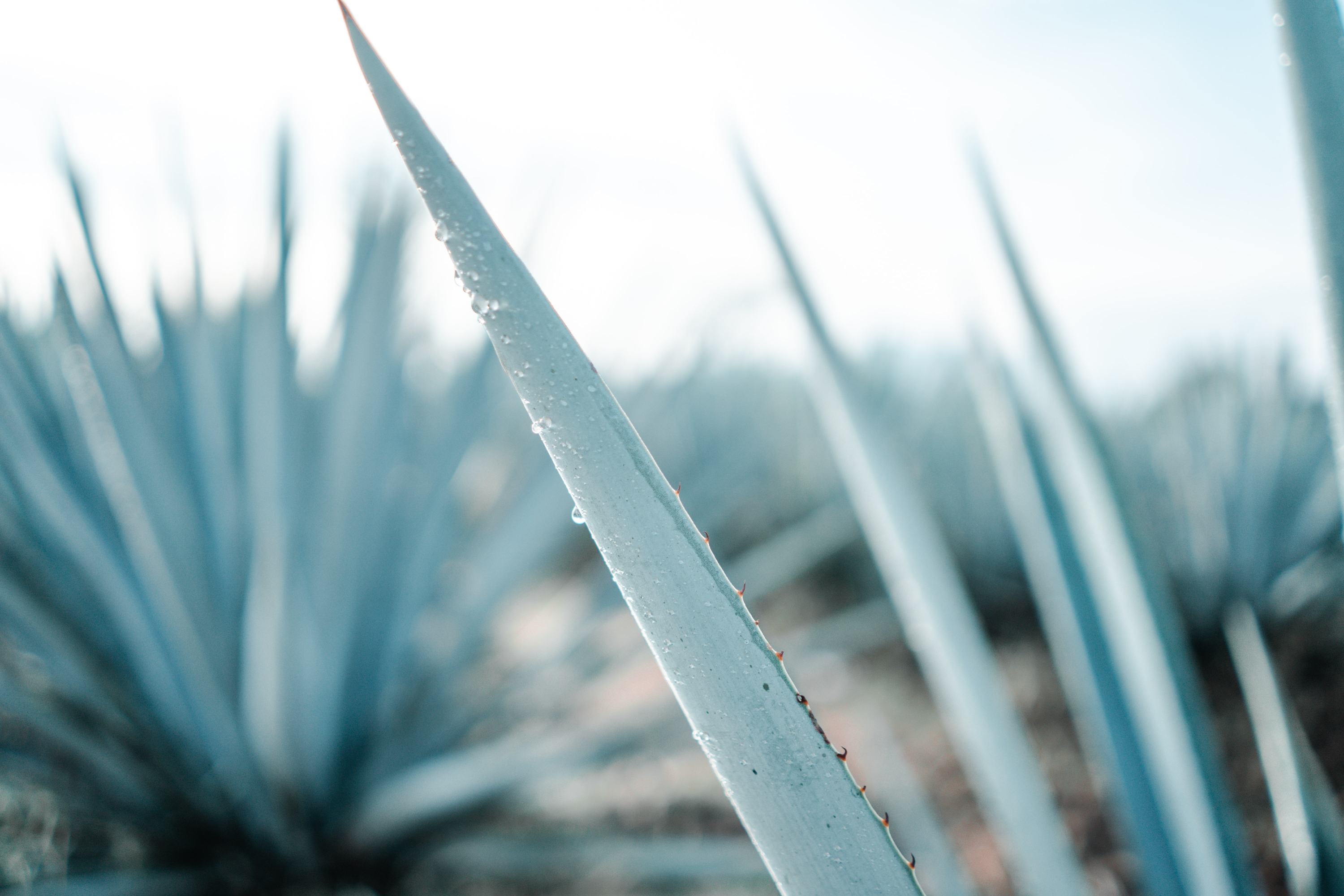 Is Agave Syrup Healthy?