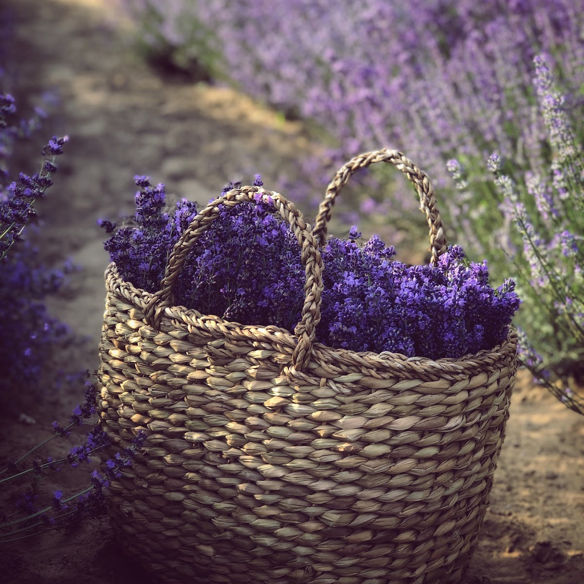 Where to Buy Lavender Simple Syrup