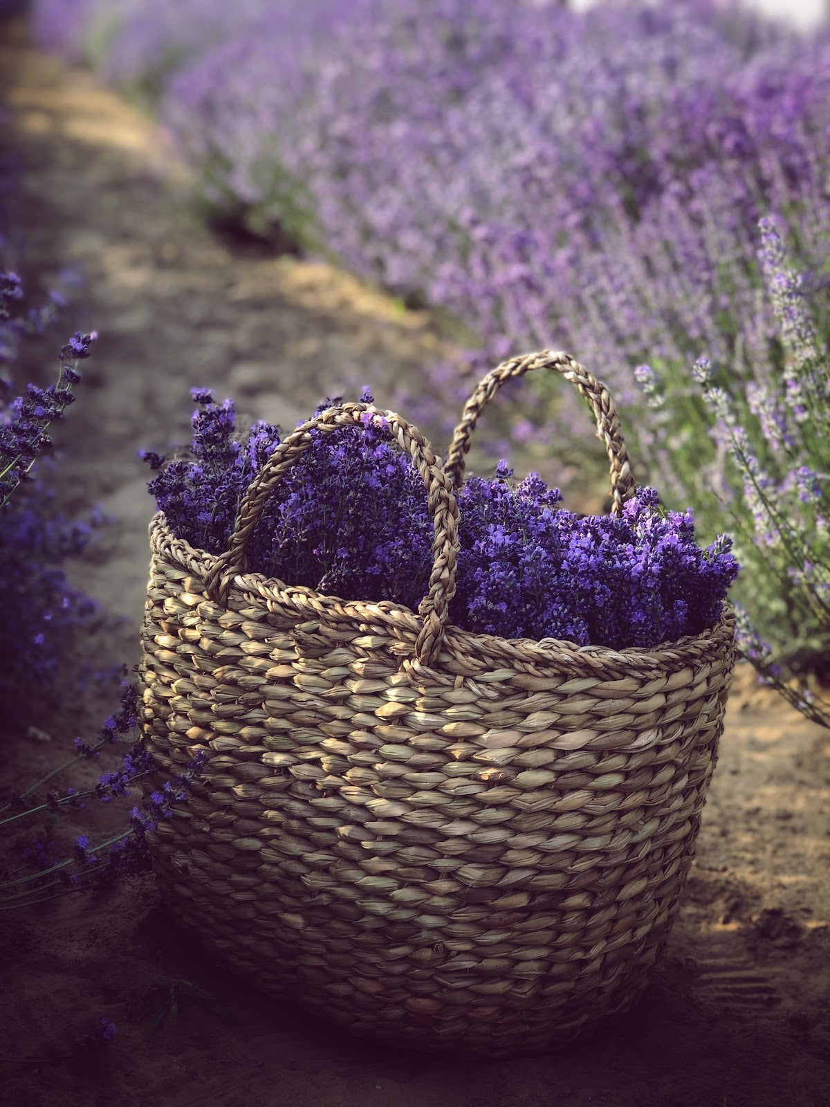 Where to Buy Lavender Simple Syrup