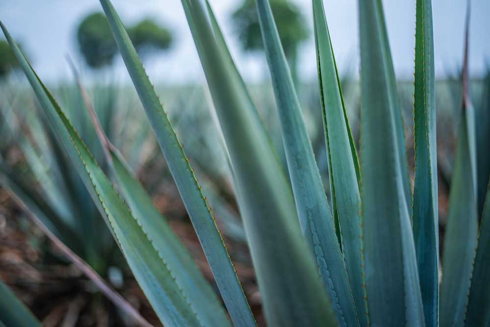 Is Agave Syrup Keto?